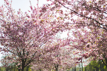 pink sakura trees Japanese cherry blossom park branches sunny sunlight daylight sunshine genus Prunus
