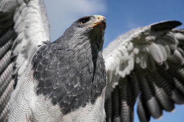 Aguja oder Kordilleren Adler mit ausgebreiteten Flügeln aus der Froschperspektive, Geranoaetus melanoleucus