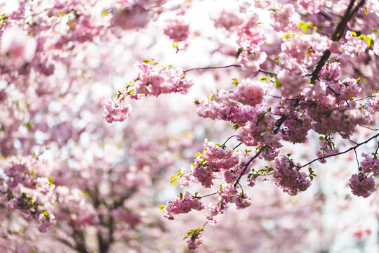 pink sakura trees Japanese cherry blossom park branches sunny sunlight daylight sunshine genus Prunus close up