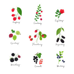 Collection of berry illustrations, berries with leaves and stems