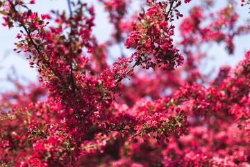 pink flowers in the forest spring blooming blossom violet bush flower sunny sunshine daylight 