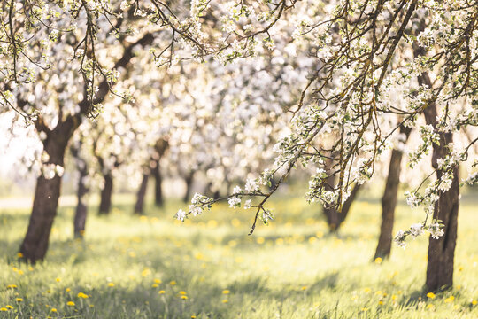 spring apple trees blossoming blooming white flowers sunset sunshine sunny branches grass 