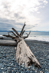 Driftwood on pebble beach on a cloudy day
