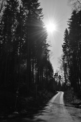 Obraz premium fog in the forest