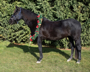 Beautiful portrait of a young saddle horse in christmas wreath decoration as a christmas background