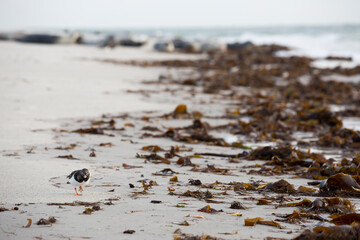 Ruddy Turnstone - Steinwälzer - Arenaria interpres ssp. interpres, Germany (Schleswig-Holstein)