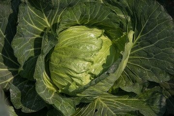 Obraz premium cabbage in the garden