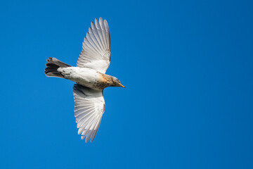 Obraz premium Fieldfare - Wacholderdrossel - Turdus pilaris, Germany (Niedersachsen), migrating, adult