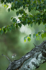 Common Sandpiper - Flussuferläufer - Actitis hypoleucos, Russia (Irkutsk), adult, breeding plumage
