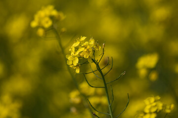 yellow flowers in the field