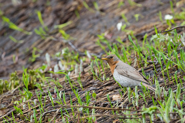 Red-throated Thrush - Rotkehldrossel - Turdus ruficollis, Russia (Baikal), adult, male
