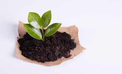 A young green seedling growing in the soil, in craft paper on a white background. concept of growth