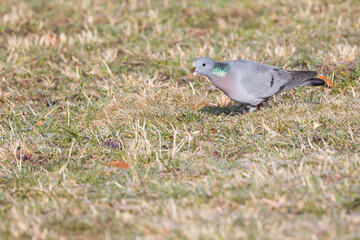 Stock Dove - Hohltaube - Columba oenas ssp. oenas, Germany (Baden-Württemberg), adult