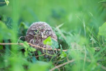 Little Owl - Steinkauz - Athene noctua ssp. noctua, Germany (Baden-Württemberg), fledgling