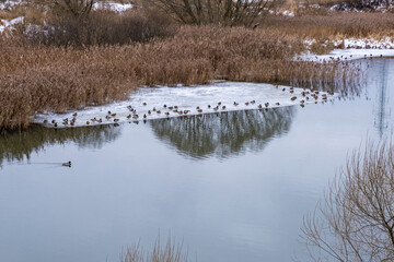 A flock of wild ducks on the river bank covered with thin ice.