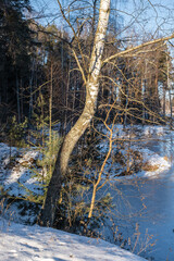A twisting birch trunk on a snow-covered riverbank in the sun.