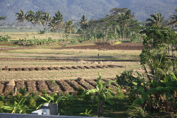 rice field and Palm oil landscape