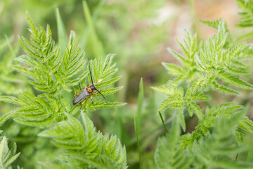 Macro image of an insect in Germany