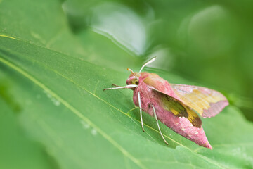 Macro image of an insect in Germany