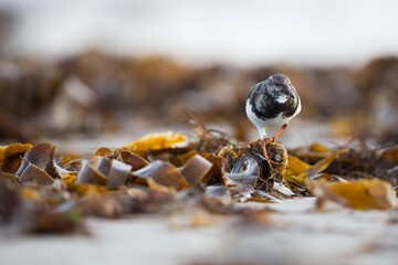 Ruddy Turnstone - Steinwälzer - Arenaria interpres ssp. interpres, Germany (Schleswig-Holstein)