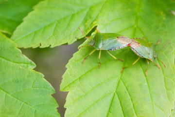 Macro image of an insect in Germany
