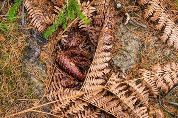 Forest background, screensaver. Cones, rotten tree, autumn leaves, ferns. Beautiful colorful forest view. Selective focus