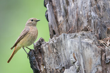 Common Redstart - Gartenrotschwanz - Phoenicurus phoenicurus ssp. phoenicurus, Russia (Oblast Irkutsk), adult female