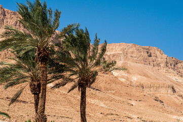 Fototapeta na wymiar mountains and palms in the desert