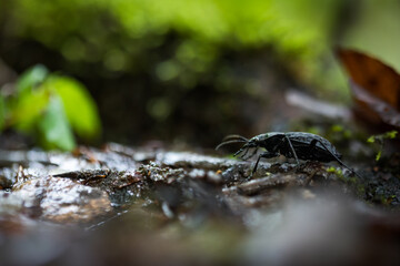 Macro image of an insect in Germany