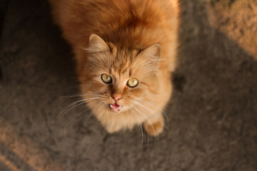 Beautiful Homeless ginger Cat outdoor. Cat Asking For Food. Homeless animals. Concept help Homeless Cats