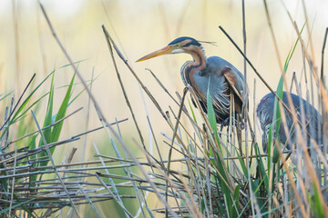 Purple Heron - Purpurreiher - Ardea purpurea ssp. purpurea, Germany (Baden-Württemberg), adult at nest