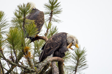 Bald eagle scratches itself.