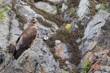 Steppe Eagle - Steppenadler - Aquila nipalensis, Russia (Baikal), adult