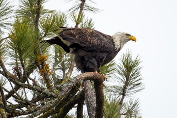 Bald eagle relieves itself.