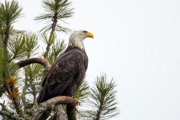 Bald eagle perched on branch.