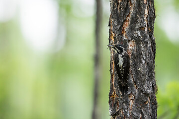 Obraz premium Three-toed Woodpecker, Picoides tridactylus ssp. tridactylus