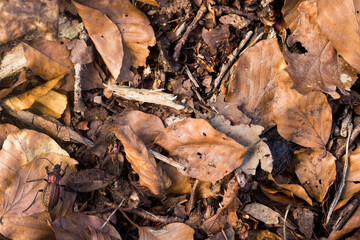 Macro image of an insect in Germany