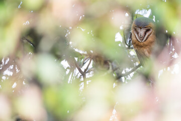 Common Barn-owl - Schleiereule - Tyto alba alba, Germany (Niedersachsen)