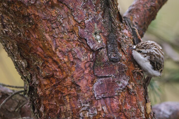 Obraz premium Eurasian Treecreeper - Waldbaumläufer - Certhia familiaris ssp. familiarris, Germany (Lower Saxony)