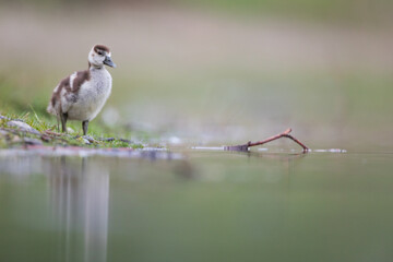 Egyptian Goose - Nilgans - Alopochen aegyptiaca, Germany (Baden-Württemberg), goslings