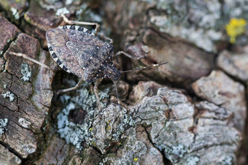 Macro image of an insect in Germany
