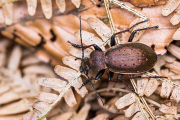 Macro image of an insect in Germany