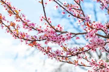 Obraz premium Spring background, flowering trees. Pink sakura flowers in sunny weather