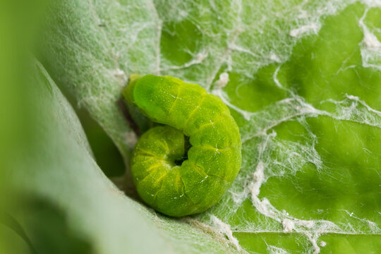 Macro image of an insect