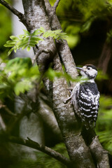 White-backed Woodpecker - Weissrückenspecht - Dendrocopos leucotos ssp. leucotos, Austria (Vorarlberg), fledgling, presumed male
