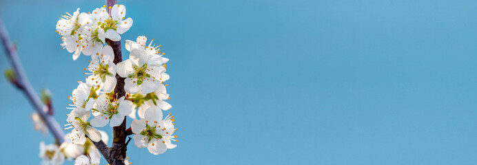 Spring background with plum flowers on a light blue background, copy space, panorama