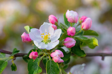 Fototapeta na wymiar Apple tree branch with flowers and buds in the spring garden
