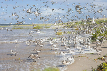 Dunlin - Alpenstrandläufer - Calidris alpina, Germany (Hamburg), at high-tide roost with Sanderling and Red Knot