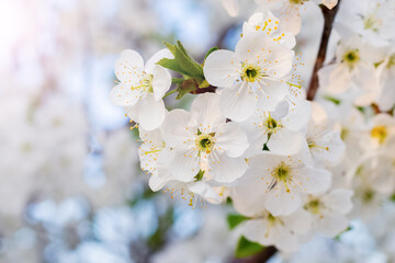 White cherry flowers on a light background