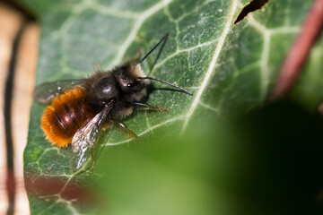 Macro image of an insect in Germany